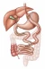 Gastric Bypass illustratie